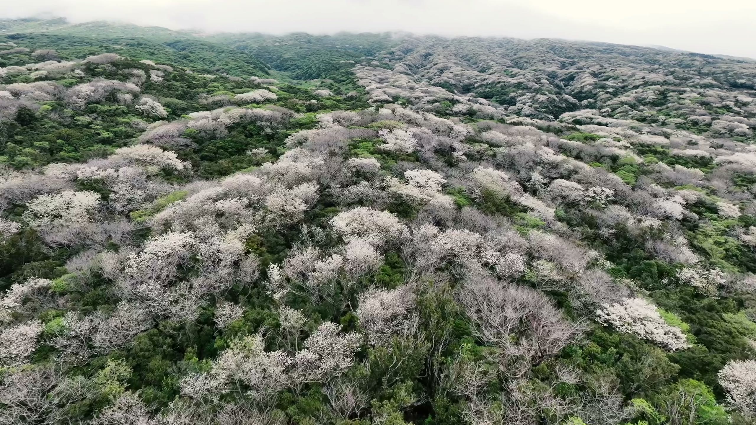 桜の山 空撮