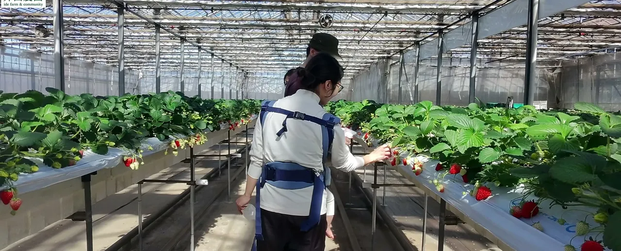井出農園 いちご狩り PR映像