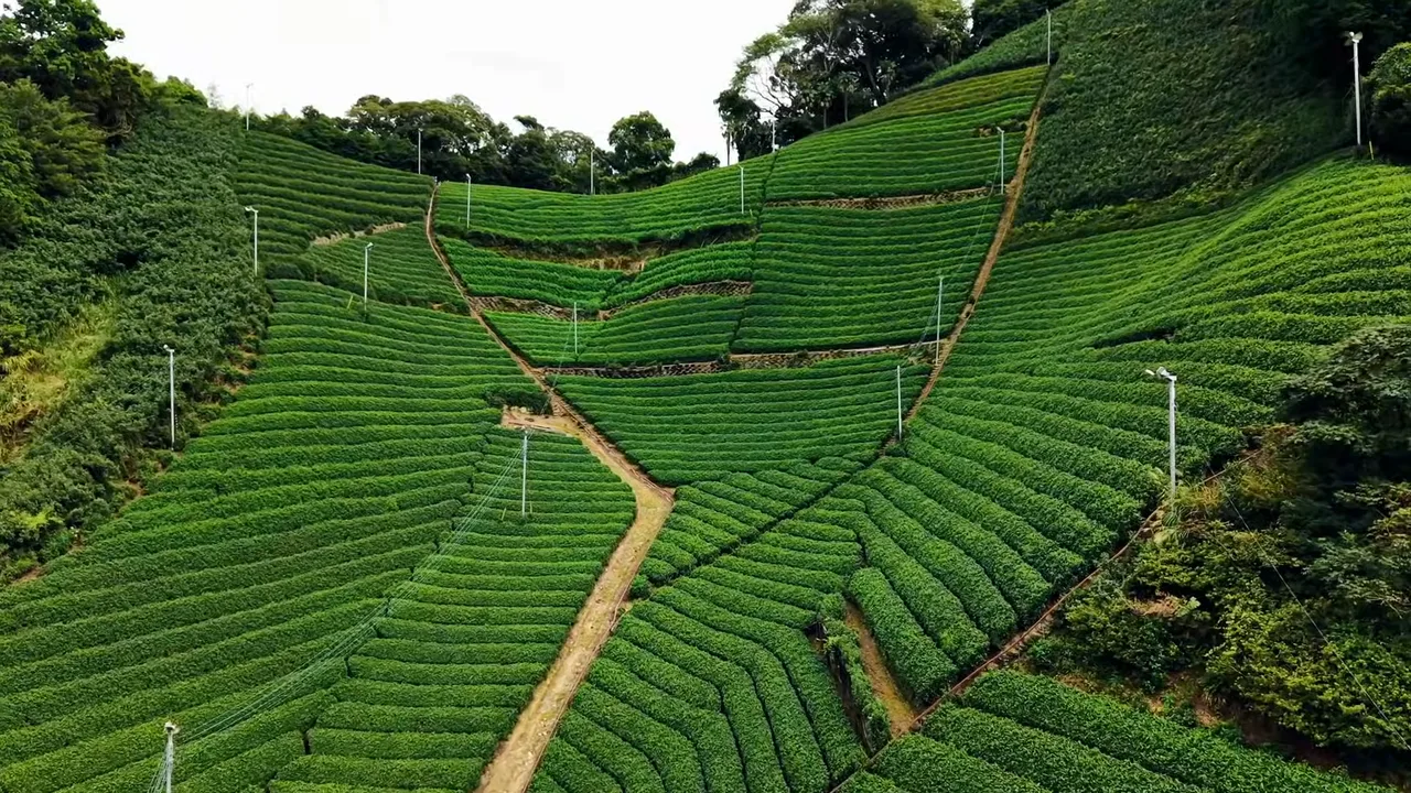 森内茶農園 茶園PR映像