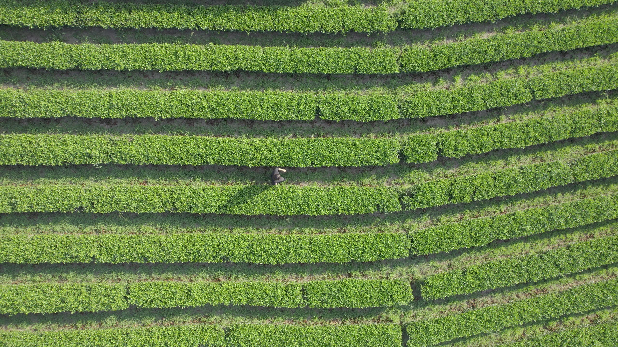 茶畑の段々と摘み手 空撮（4K）